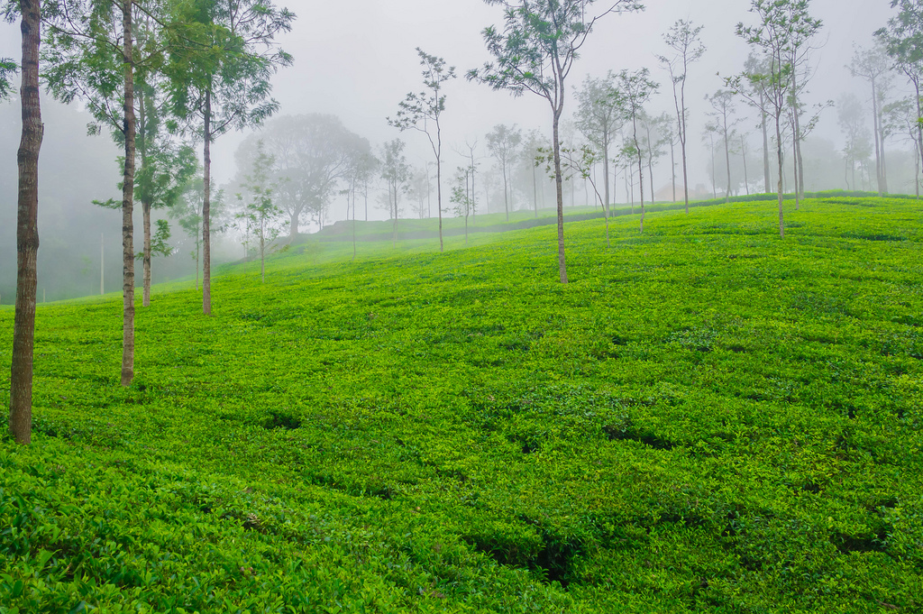 Coonoor Hill Station - Tamilnadu gallery image 2