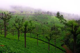 Coonoor Hill Station - Tamilnadu gallery image 3