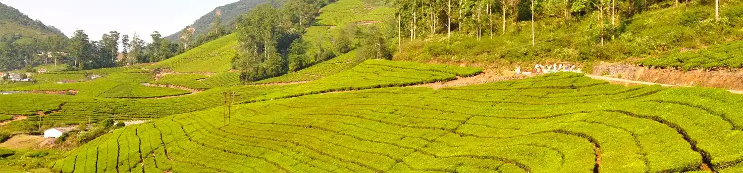 Theni