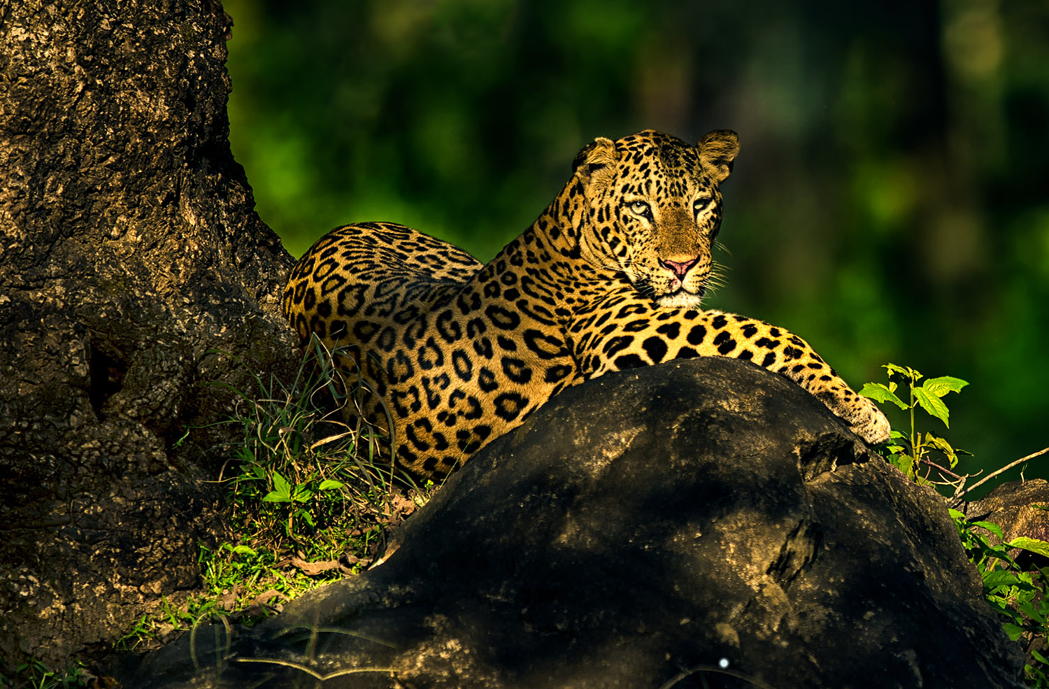 Tamilnadu Wildlife Sanctuaries gallery image