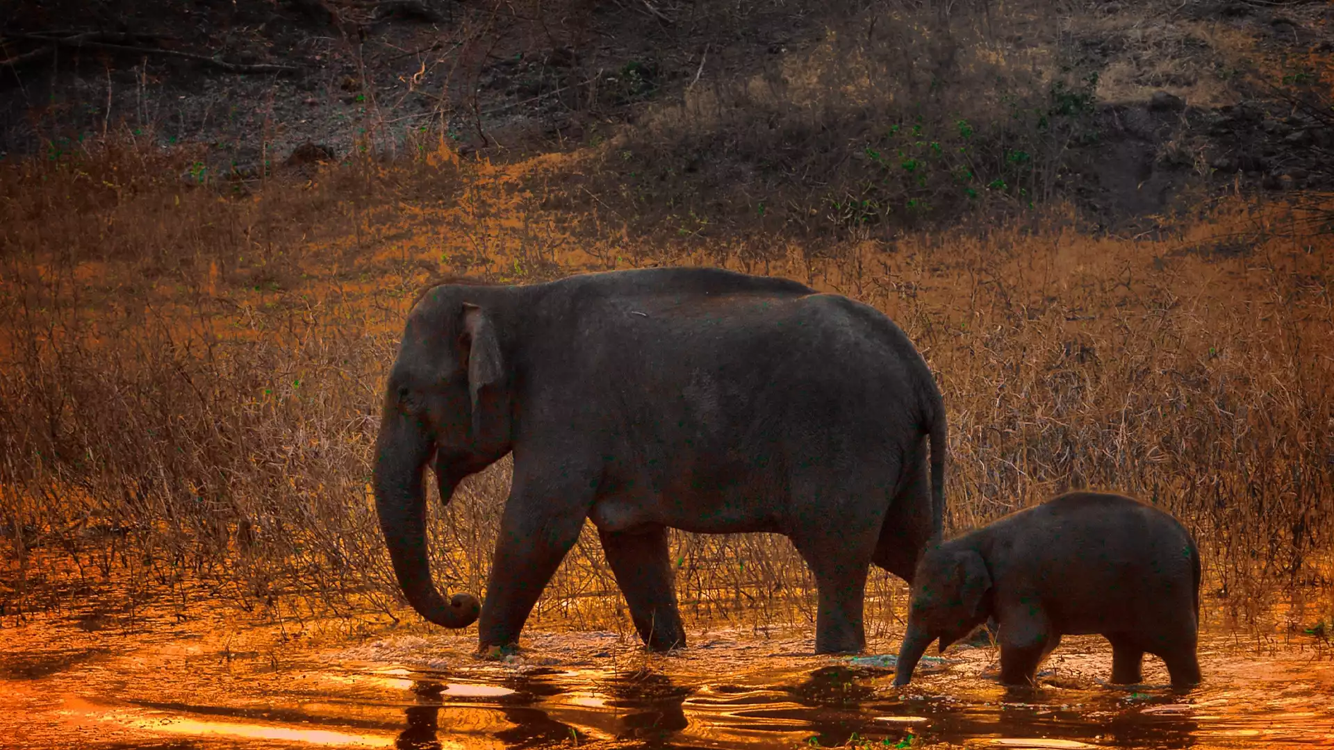 Tour Experience - Tamilnadu Wildlife Sanctuaries