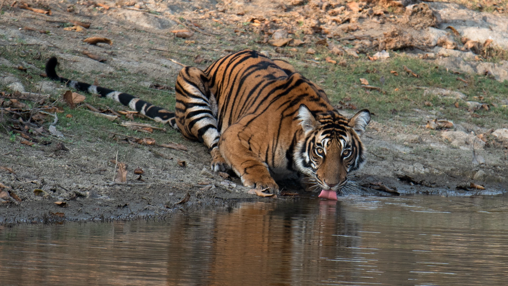 Coimbatore - Tamilnadu Wildlife Sanctuaries