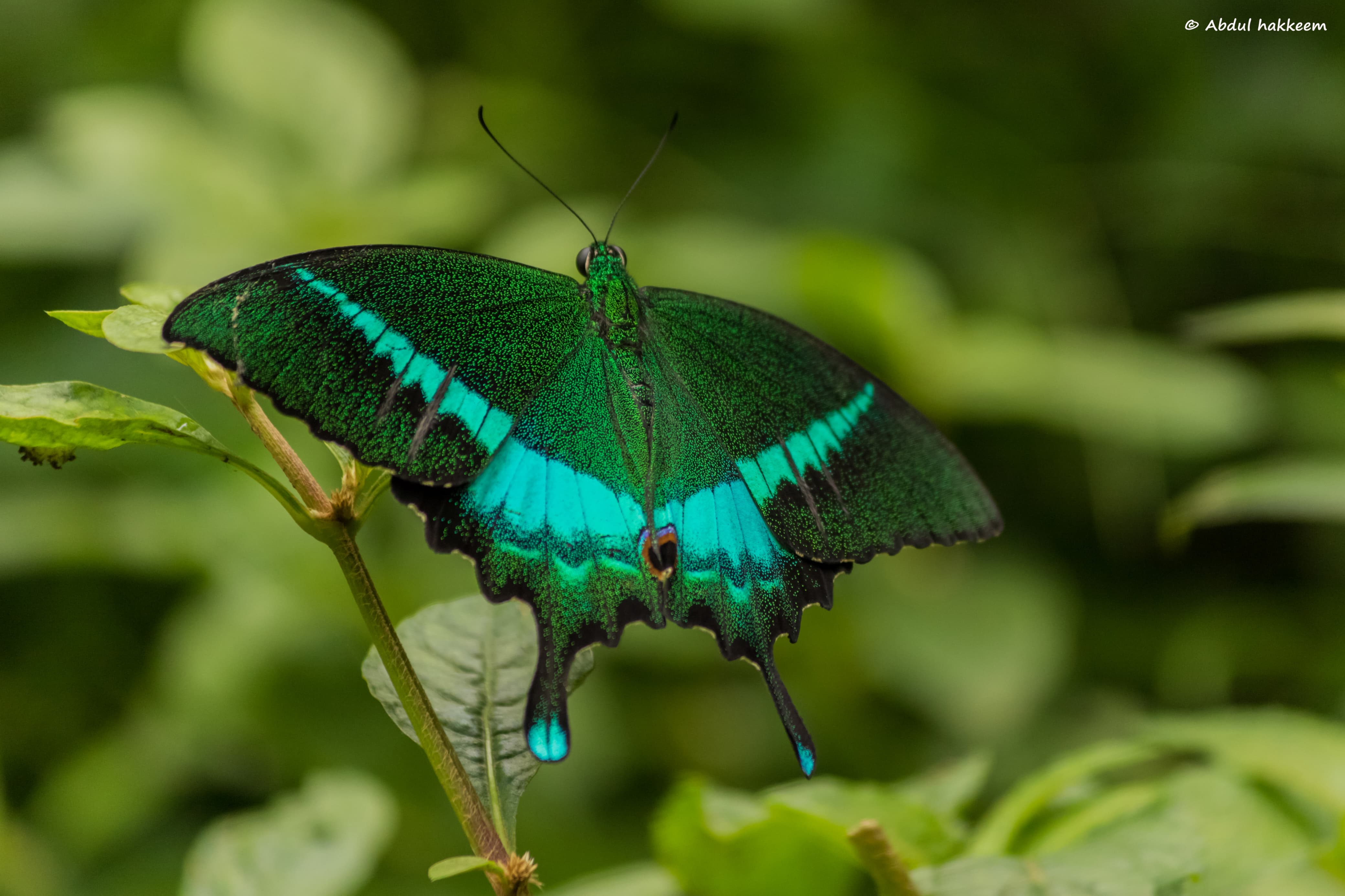 Baraliyar Trek  Coimbatore